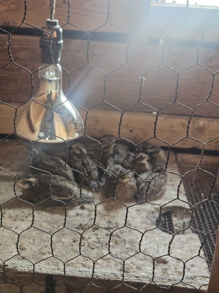 quail, Bobwhites 5 week olds.