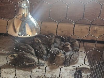 quail, Bobwhites 5 week olds.
