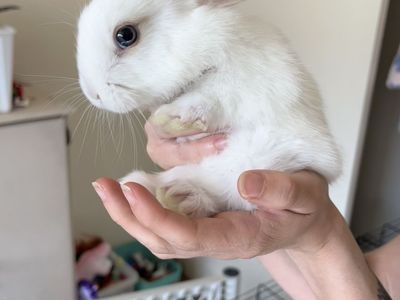 Baby bunnies