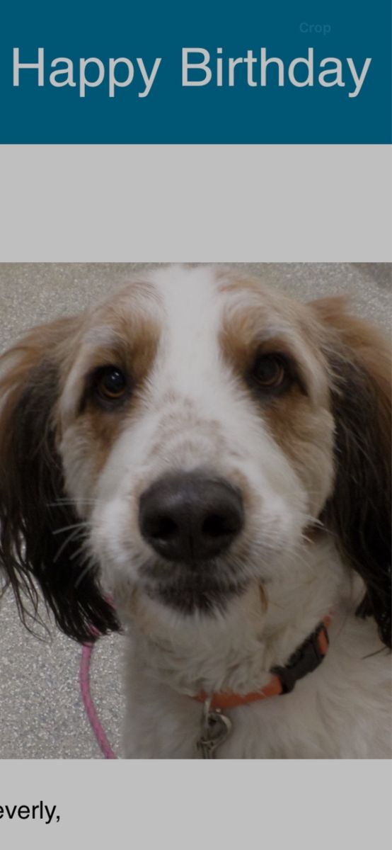 Getting Married Fanny Needs A New Home