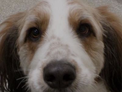 Getting Married Fanny Needs A New Home