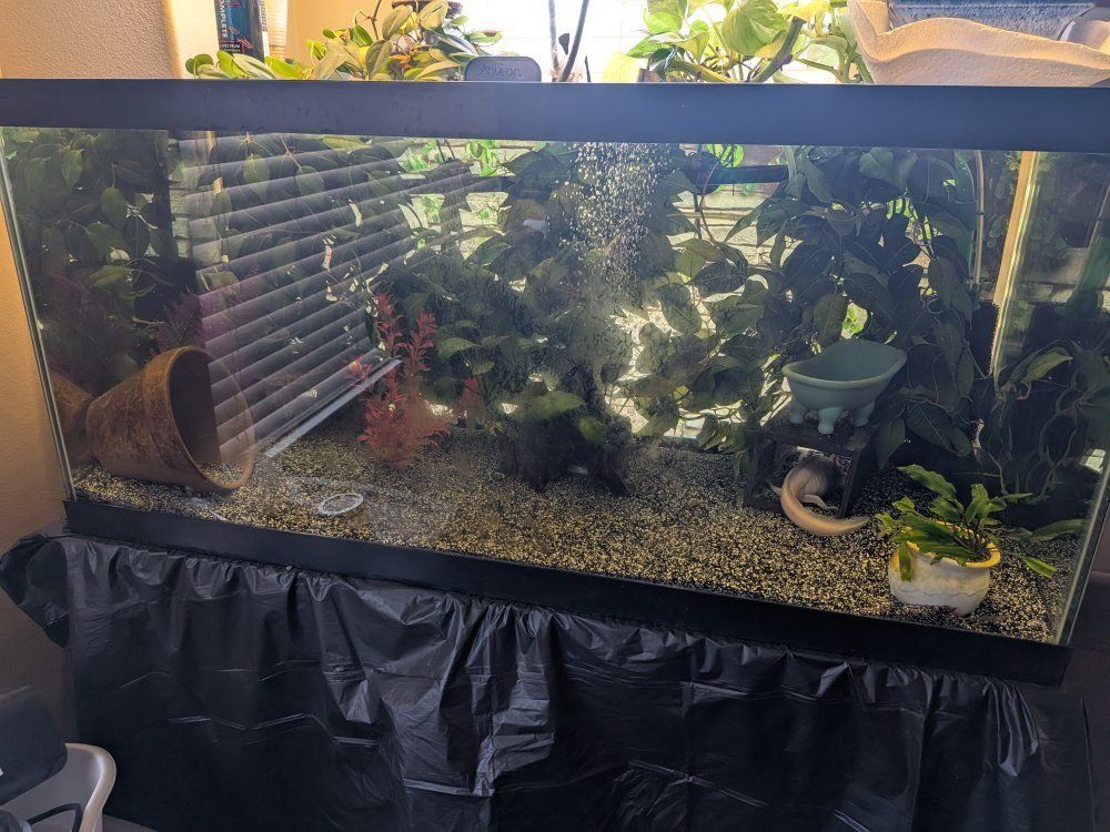 URGENT - Need to Sell 2 Female Axolotls and their setup