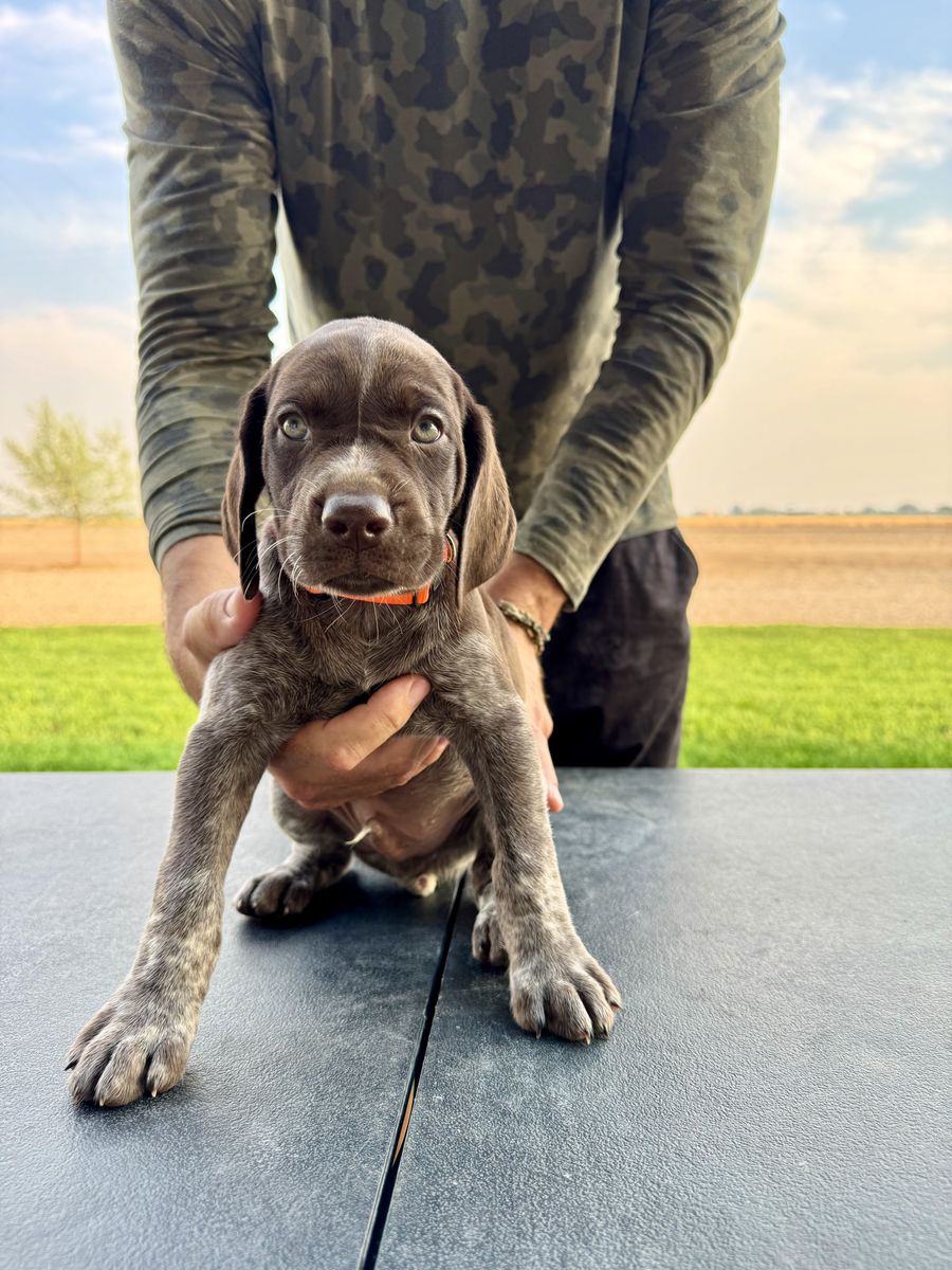 AKC German Shorthair Puppies
