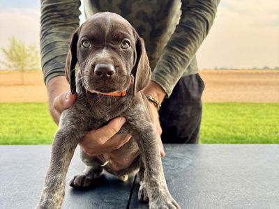 AKC German Shorthair Puppies