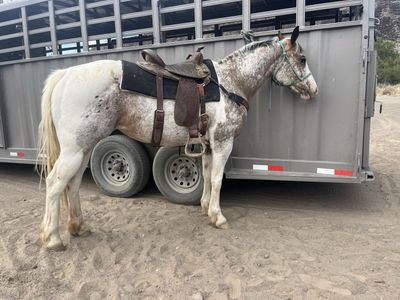 Cute Appaloosa Mare