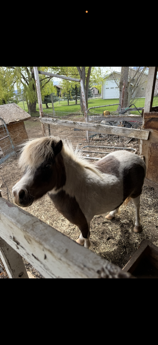Miniature pony pasture pet