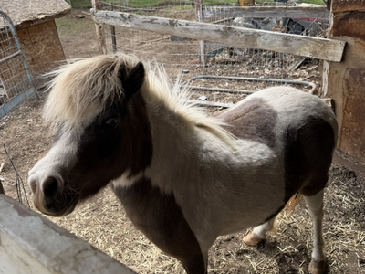 Miniature pony pasture pet