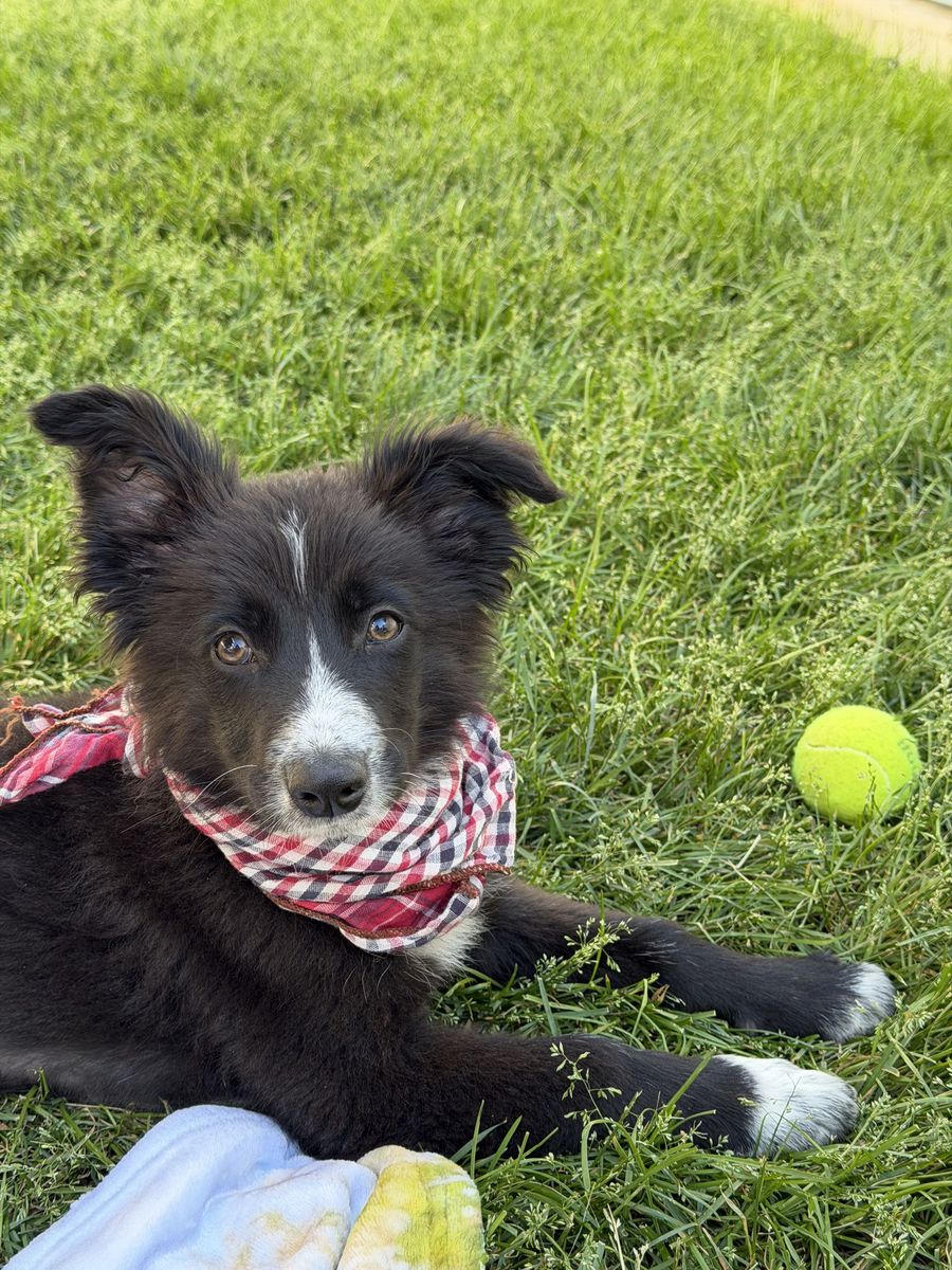 Border Collie Puppy
