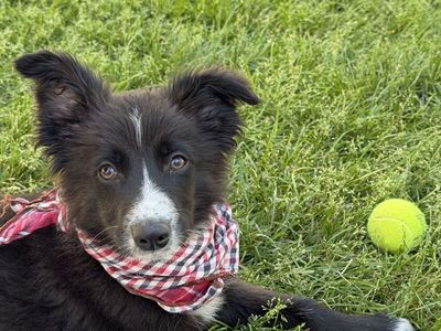 Border Collie Puppy