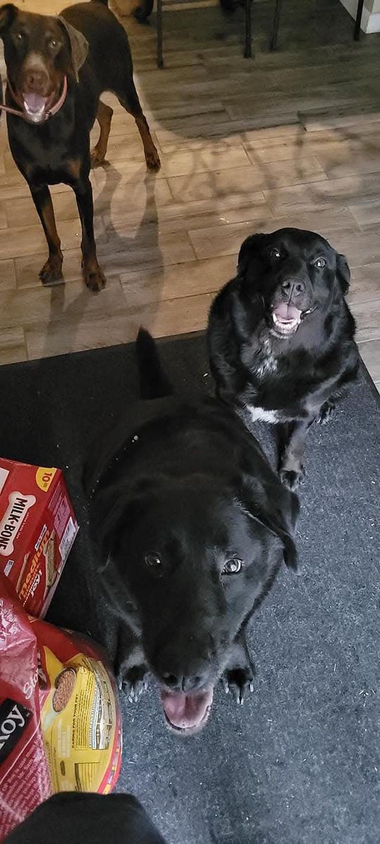 lost dogs