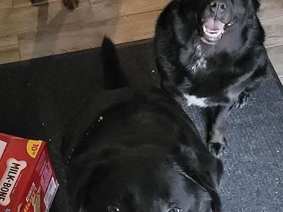 lost dogs