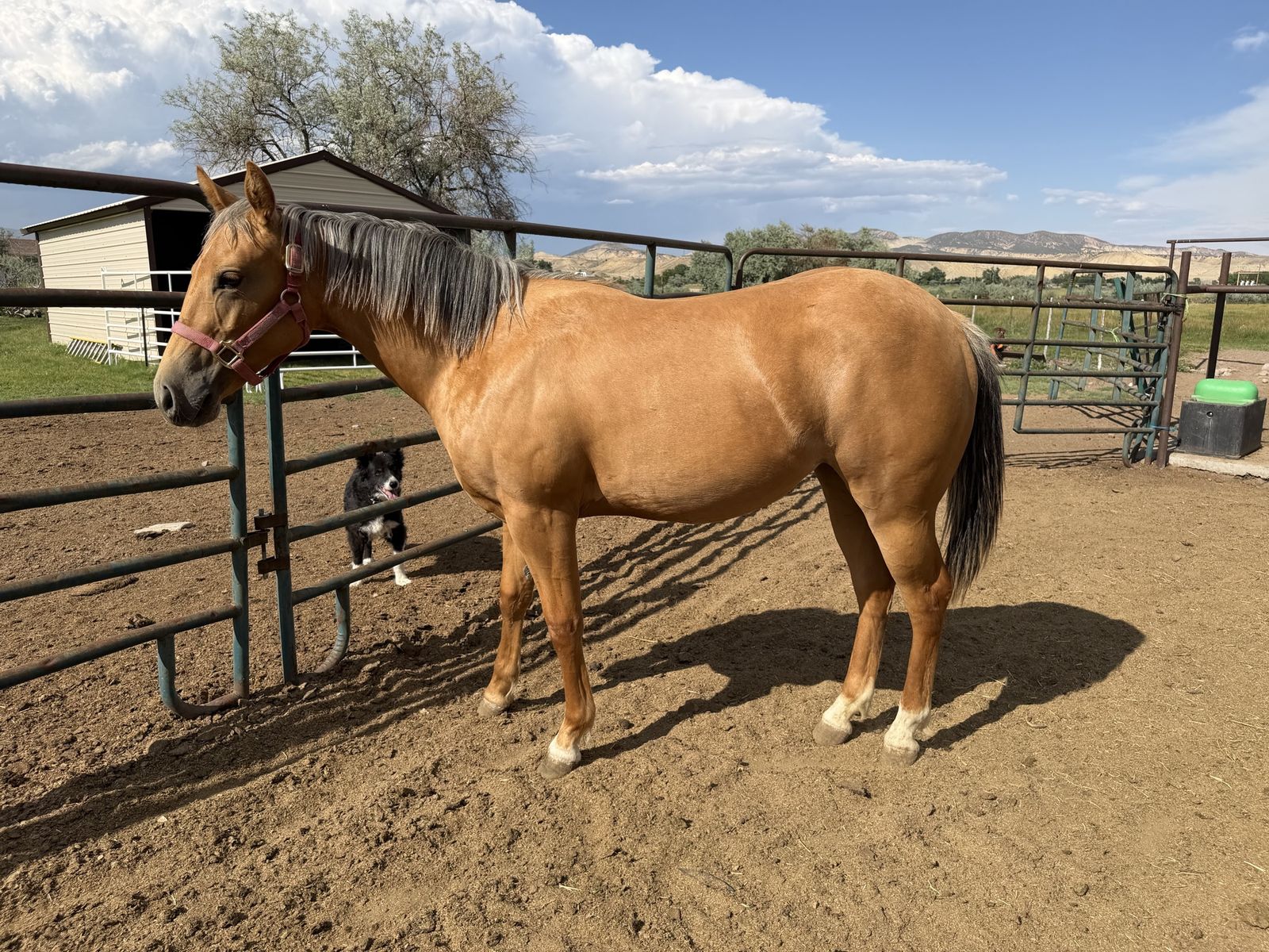 2025 AQHA Riata & Royal Crown Eligible Filly