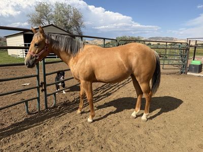 2025 AQHA Riata & Royal Crown Eligible Filly