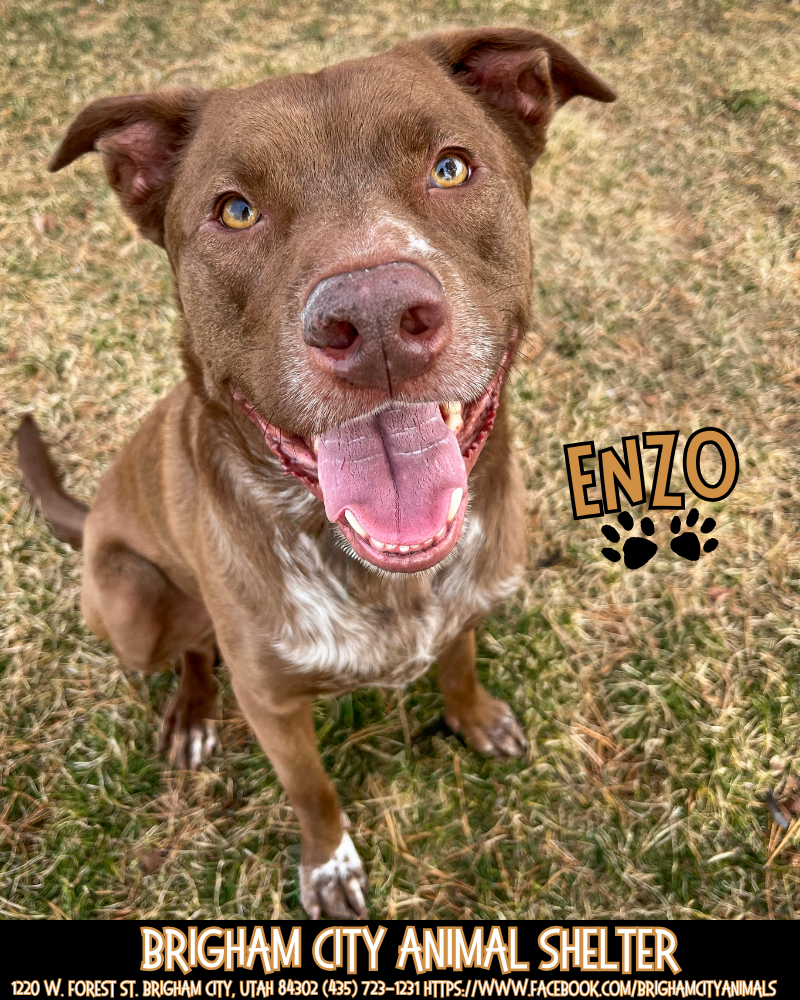 ENZO Needs out of the Shelter! Would love a retirement home!