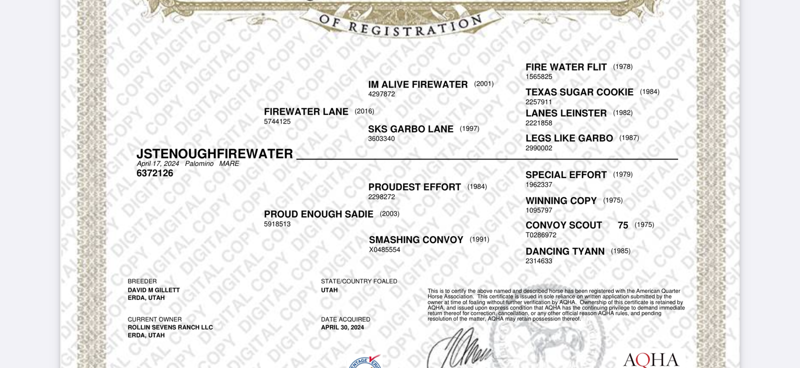 2024 AQHA filly