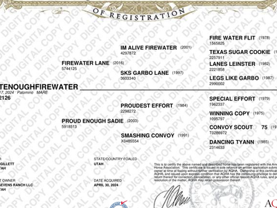 2024 AQHA filly