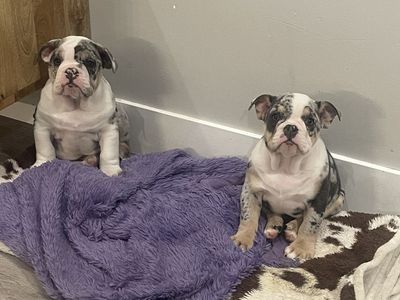 English bulldogs AKC