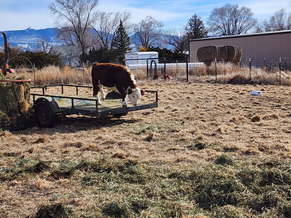 Red Hereford Steer and Heifer.
