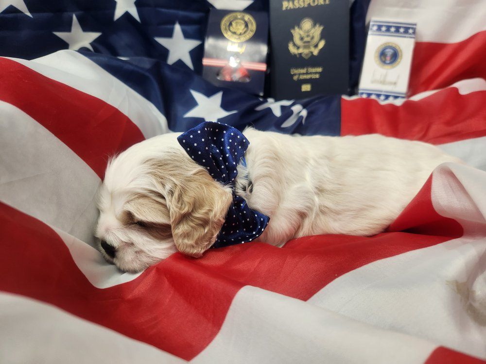 AKC Registered American Cocker Spaniel Puppies