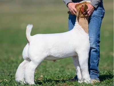ABGA registered Boer kid for Fairs or breeding