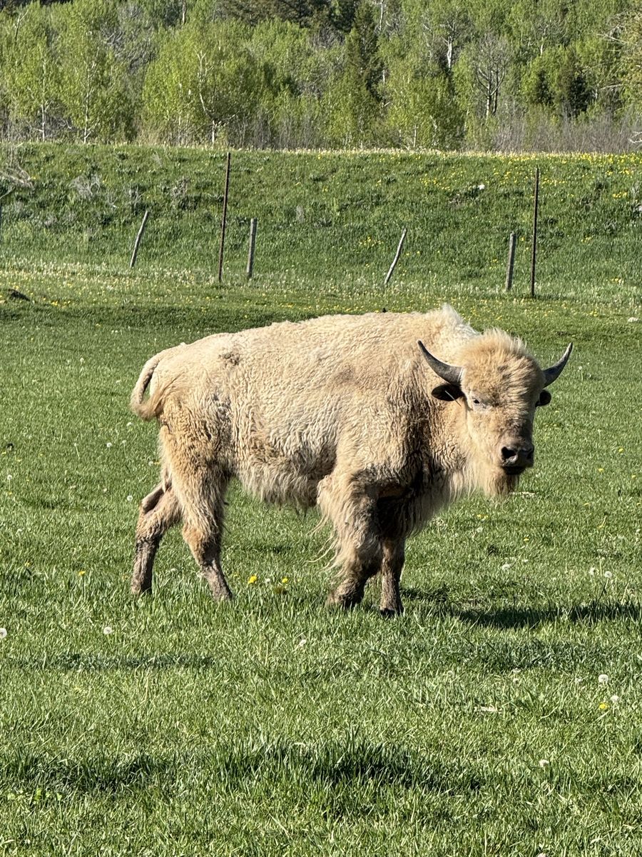 White Bull Buffalo