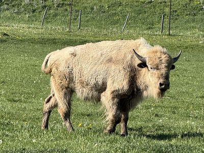 White Bull Buffalo