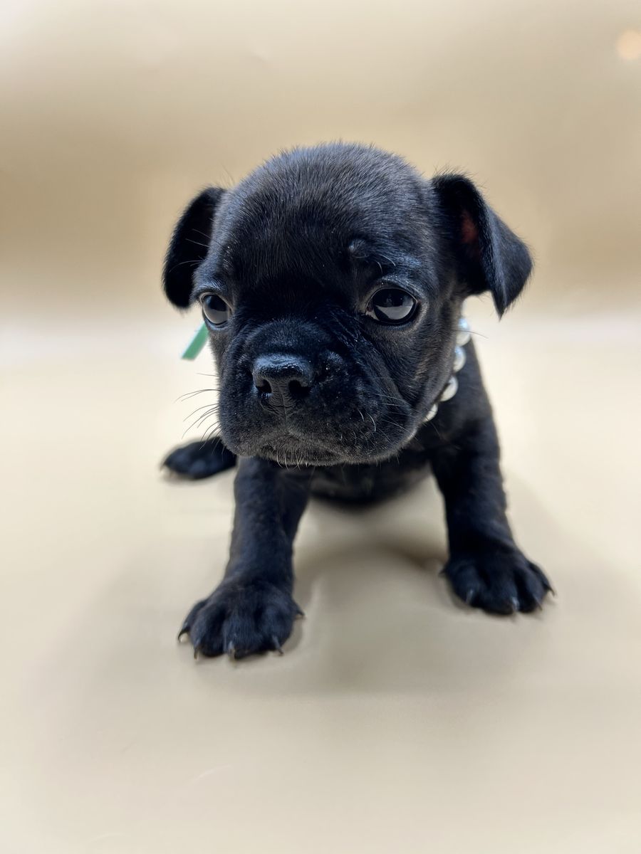 Only one ️ brindle female French Bulldog remains