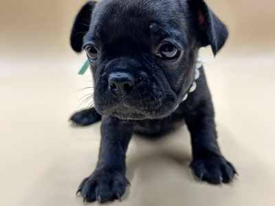 Only one ️ brindle female French Bulldog remains