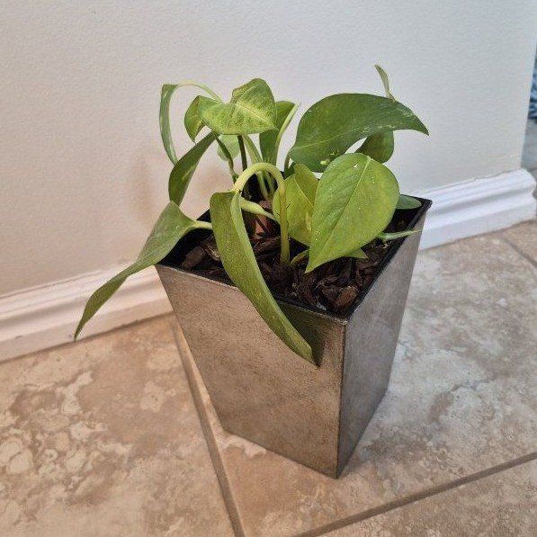 Pothos Plant in Decorative Pot - Live Indoor Houseplant