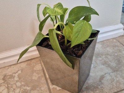 Pothos Plant in Decorative Pot - Live Indoor Houseplant