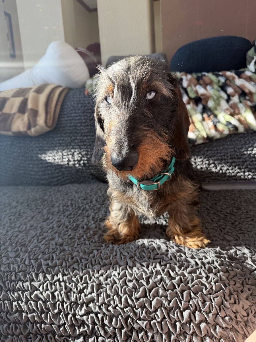 Registered wire hair dachshund for stud