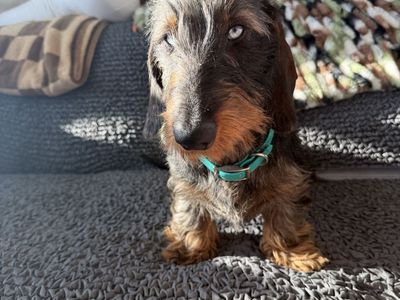 Registered wire hair dachshund for stud