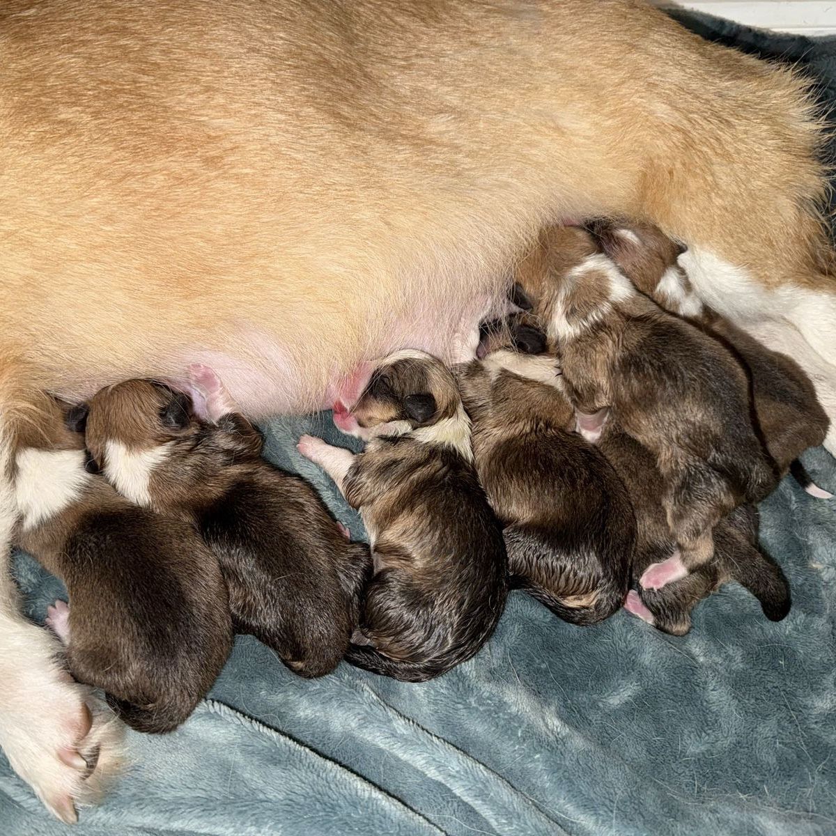 AKC Corgi Puppies 