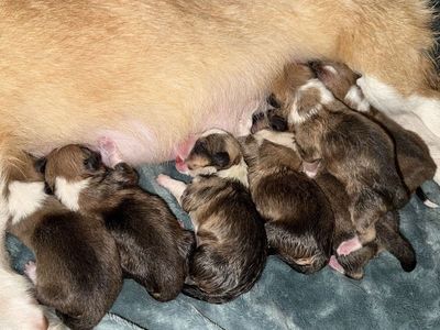 AKC Corgi Puppies