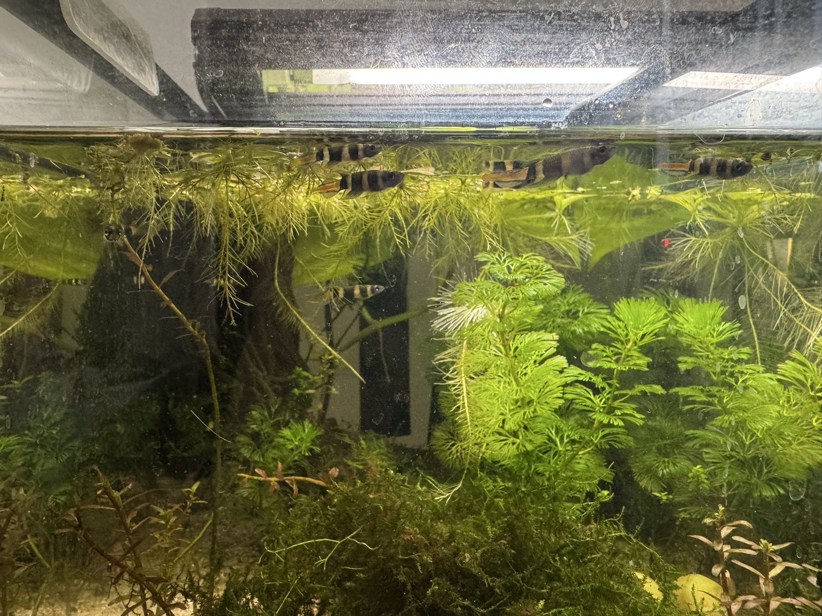 Adult Clown Killifish Group