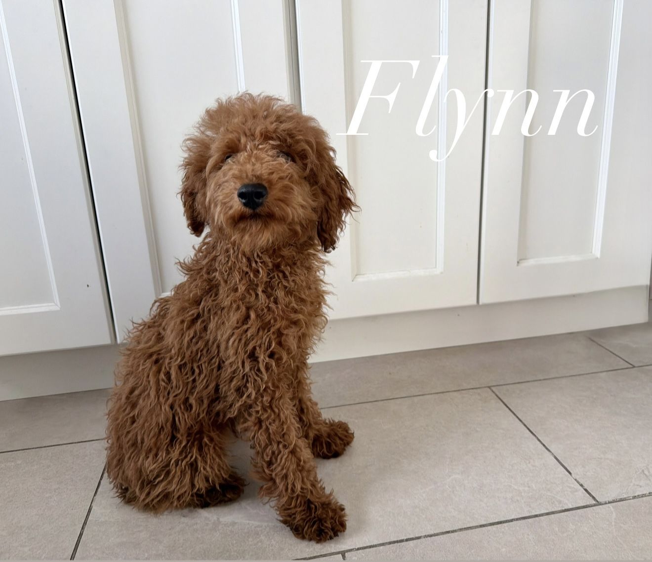 Purebred Mini poodle puppies