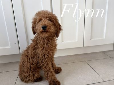 Purebred Mini poodle puppies