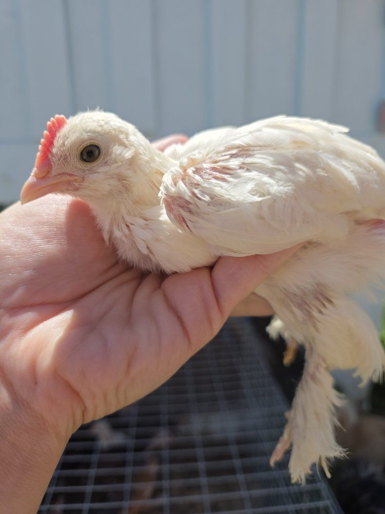 BROODER SALE