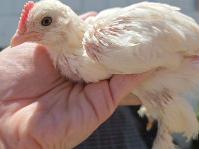 BROODER SALE