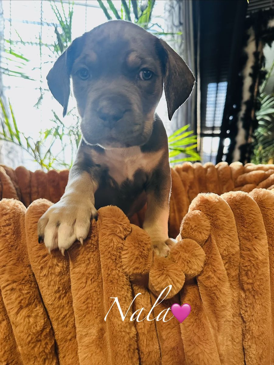 Caine corso/American bully puppies