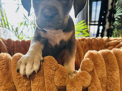 Caine corso/American bully puppies