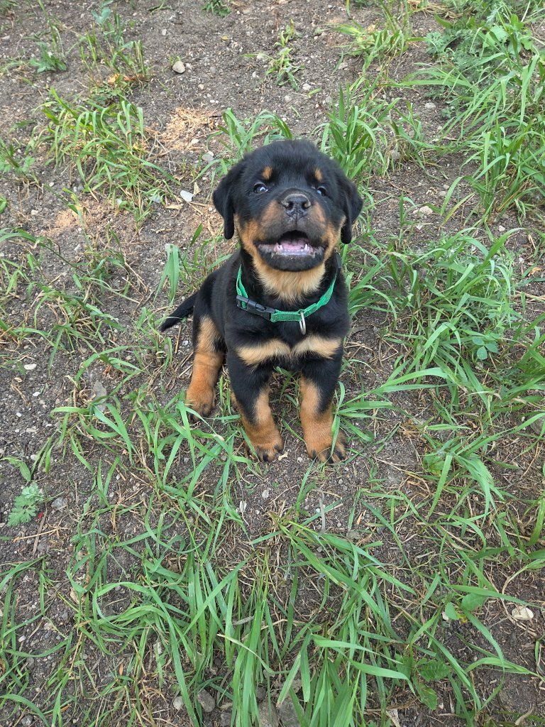 #1 Rated AKC German Rottweiler Puppies
