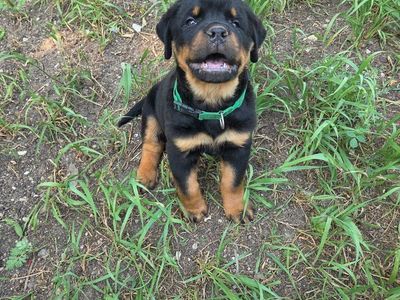 #1 Rated AKC German Rottweiler Puppies