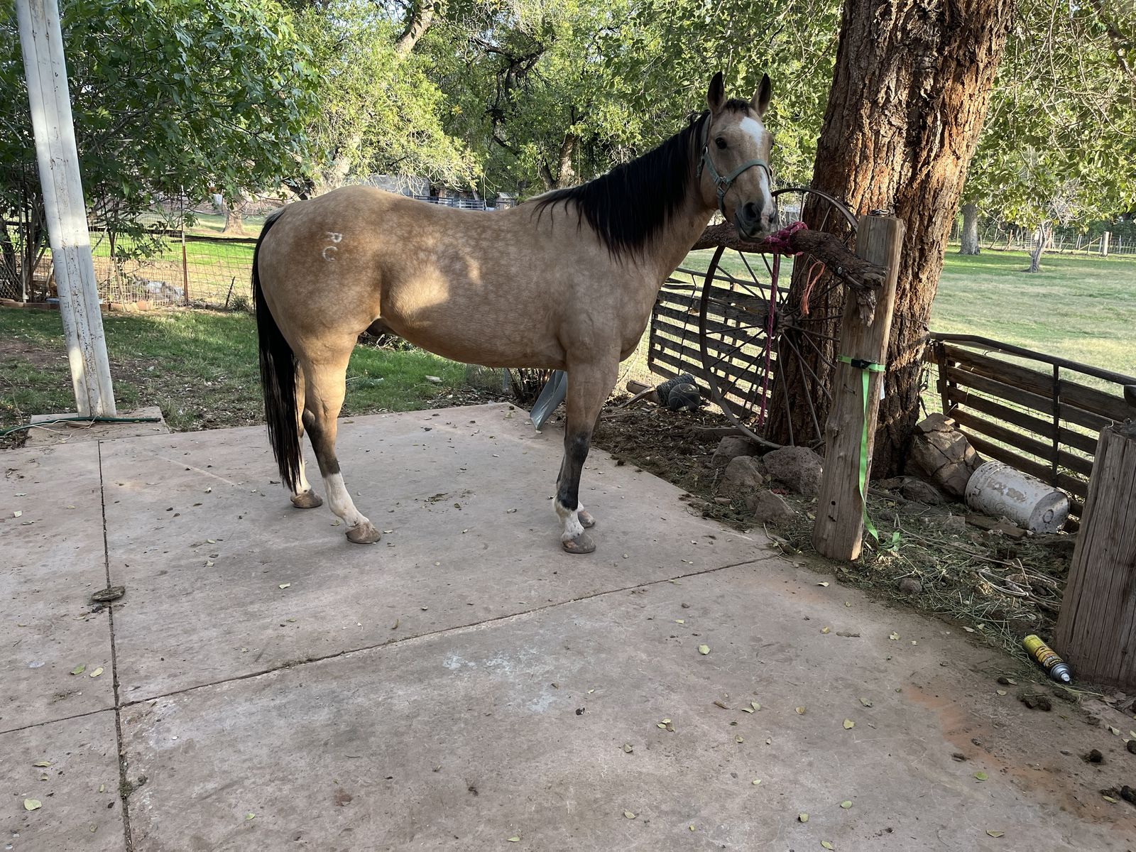 Scooby buckskin quarter horse 12 yrs old
