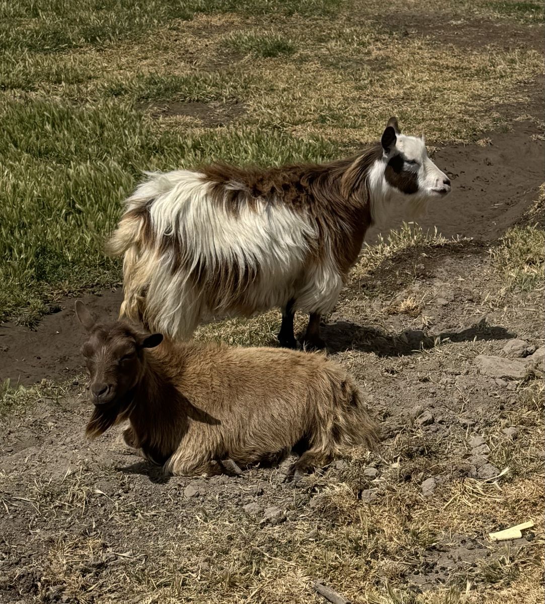 Mini Silky Fainting Goats