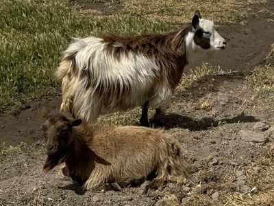 Mini Silky Fainting Goats