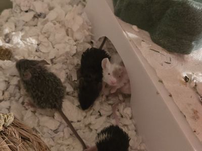 Baby Curly Mice