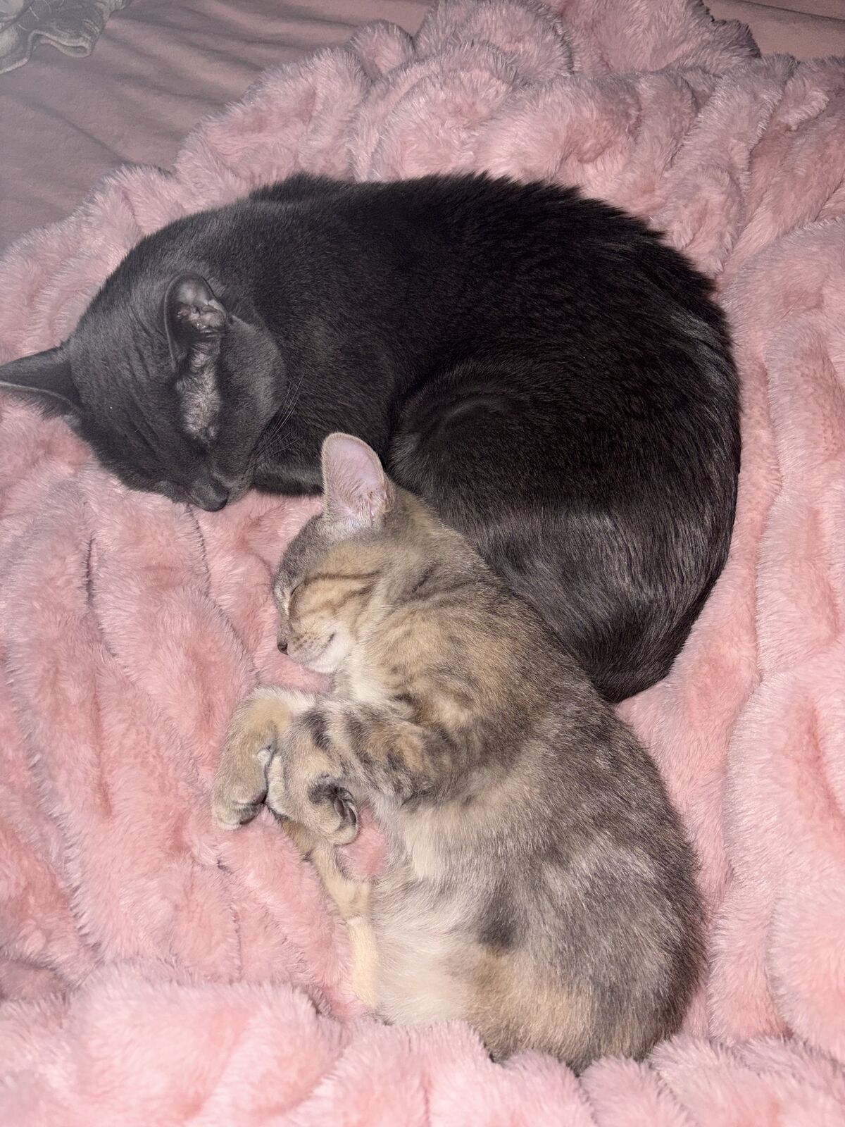 Bonded Pair Of Sweet Cats - Must Stay Together