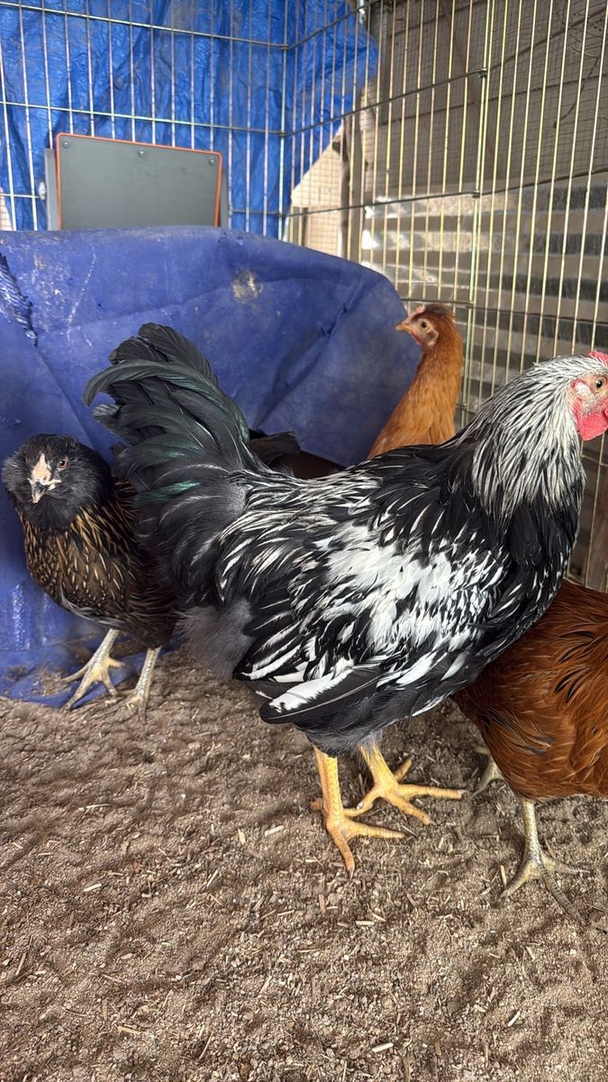 Rooster