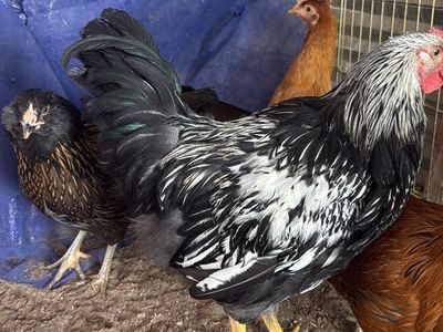 Rooster